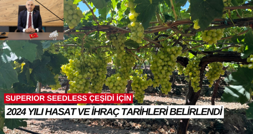 SUPERIOR SEEDLESS ÇEŞİDİ İÇİN 2024 YILI HASAT VE İHRAÇ TARİHLERİ BELİRLENDİ