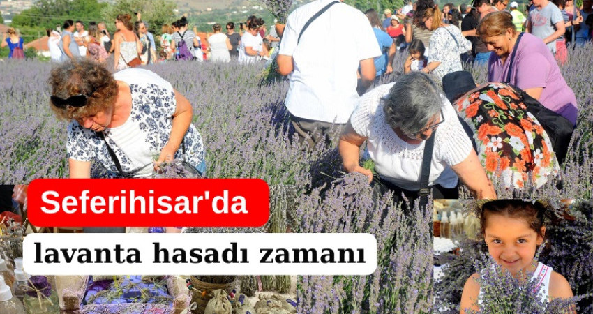 Seferihisar'da lavanta hasadı zamanı