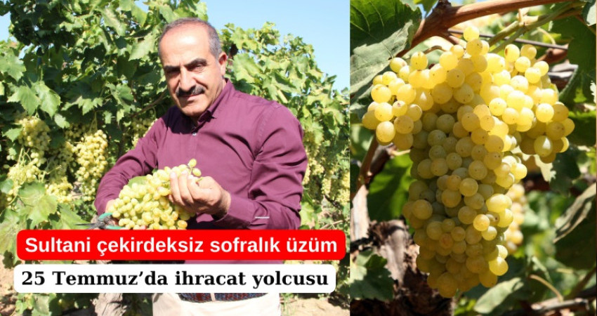 Sultani çekirdeksiz sofralık üzüm 25 Temmuz’da ihracat yolcusu