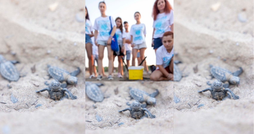 Mavi Gönüllüleri, Indigo Turtles projesi ile Caretta Caretta’ları   Akdeniz’le buluşturma