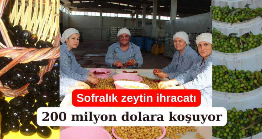 Sofralık zeytin ihracatı 200 milyon dolara koşuyor