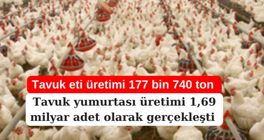 Tavuk eti üretimi 177 bin 740 ton