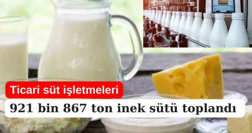 Ticari süt işletmelerince 921 bin 867 ton inek sütü toplandı