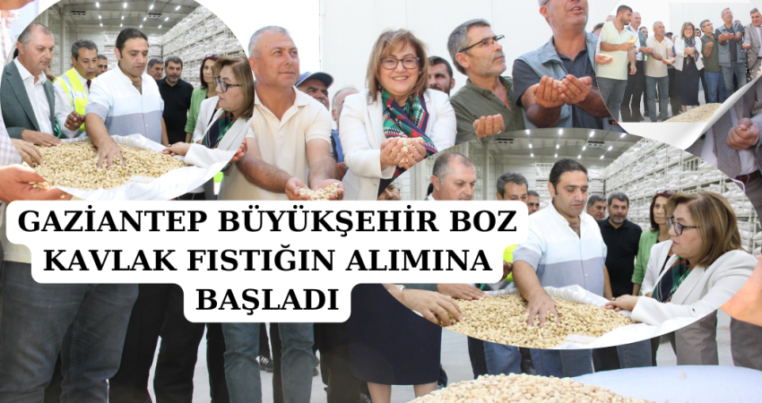 GAZİANTEP BÜYÜKŞEHİR BOZ KAVLAK FISTIĞIN ALIMINA BAŞLADI