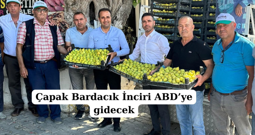 Çapak Bardacık İnciri ABD’ye gidecek