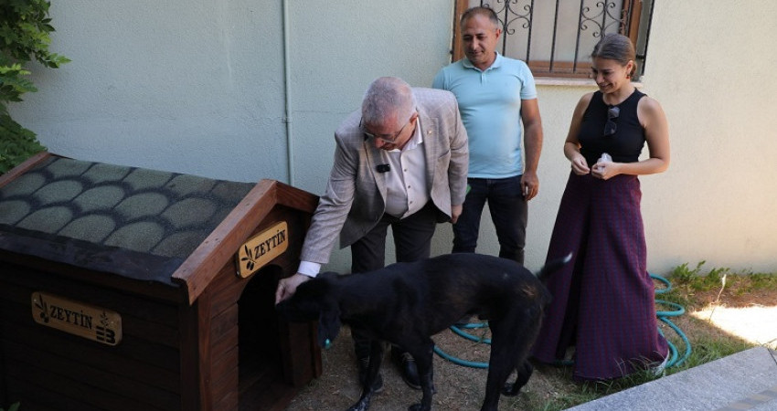 Edremit Belediye Başkanı Mehmet Ertaş sokak köpeğini sahiplendi