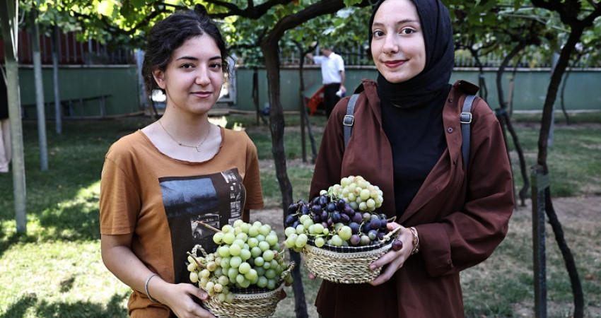 Bağcılar’da bağ bozumu zamanı