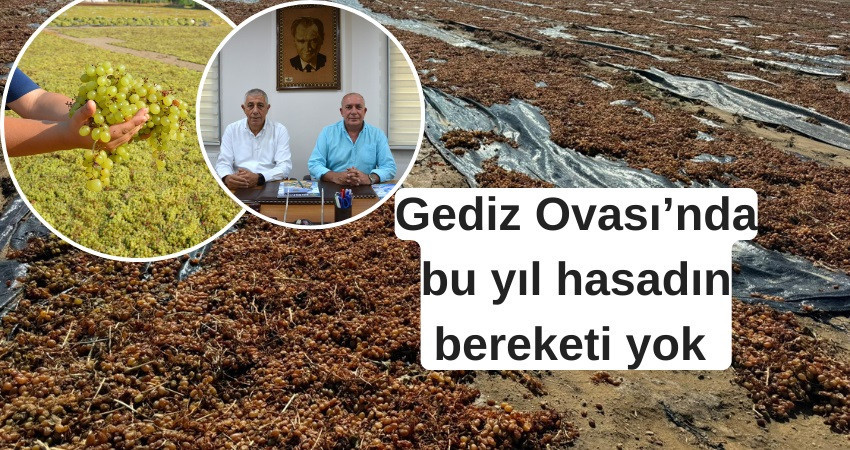 Gediz Ovası’nda bu yıl hasadın bereketi yok