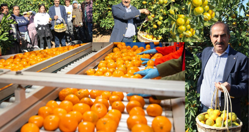 Satsuma mandalinanın ihracat yolculuğu 18 Ekim’de başlıyor