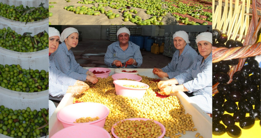 Türkiye sofralık zeytin ihracatında 210 milyon dolara ulaştı 