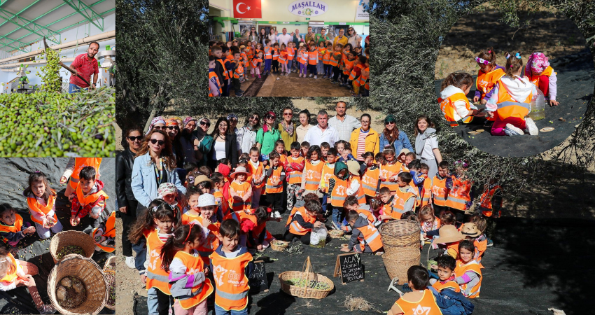 Aliağalı Minik Öğrenciler Şakran’da Zeytin Hasadı Yaptı