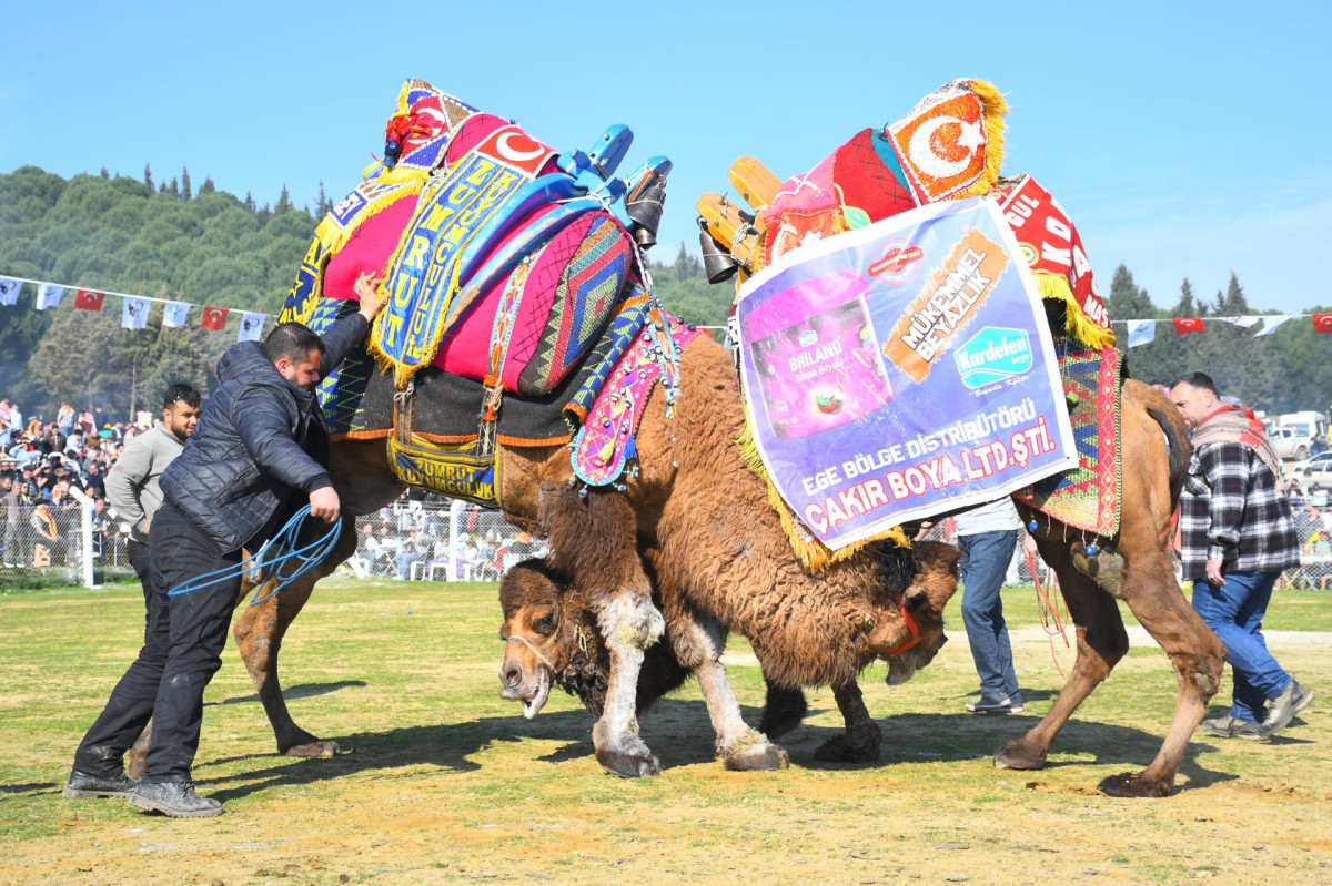 Torbalı’da deve güreşi festivaline rekor katılım